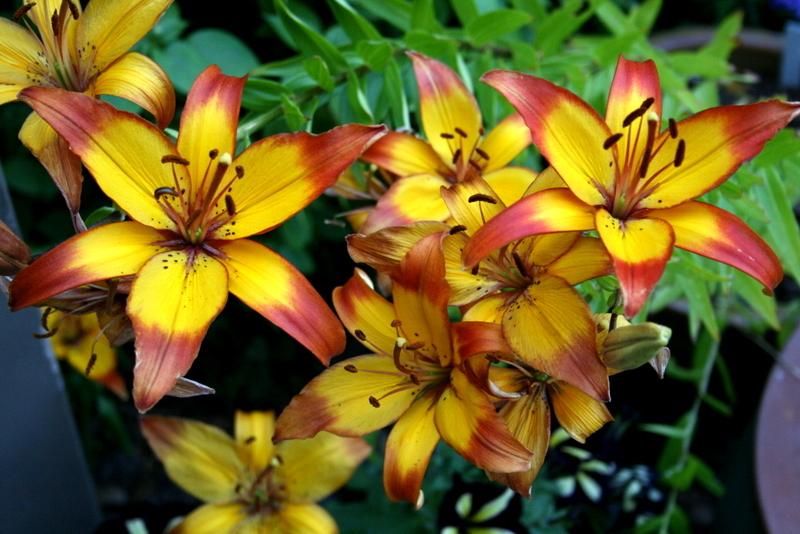 Photo of Lily (Lilium 'Cancun') uploaded by Calif_Sue
