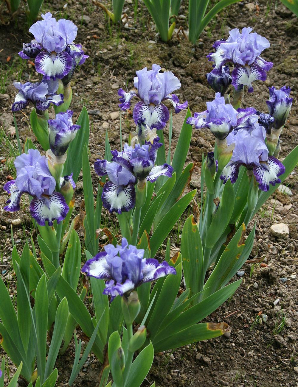 Photo of Intermediate Bearded Iris (Iris 'Sailor') uploaded by Pwinget