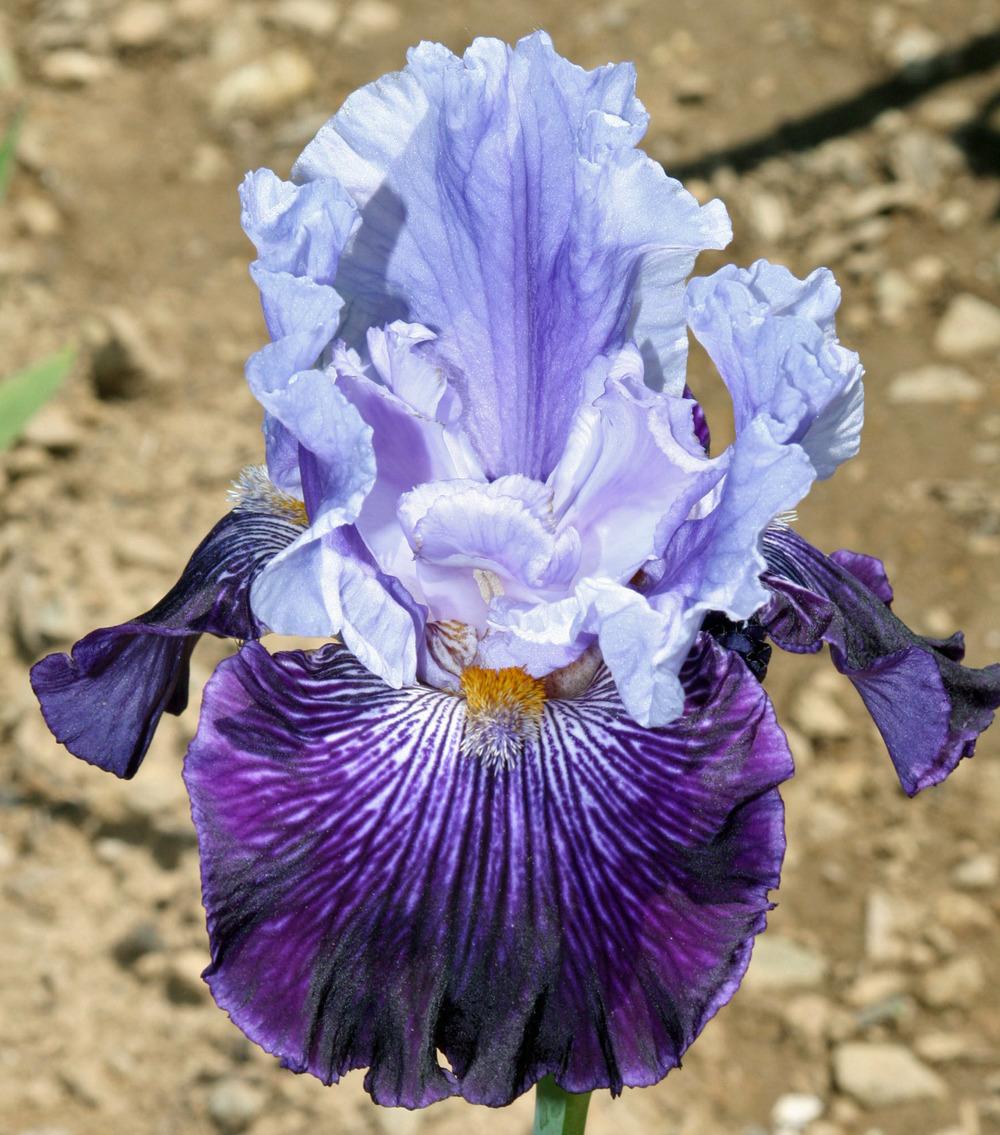 Photo of Tall Bearded Iris (Iris 'Glacier Melt') uploaded by Snork