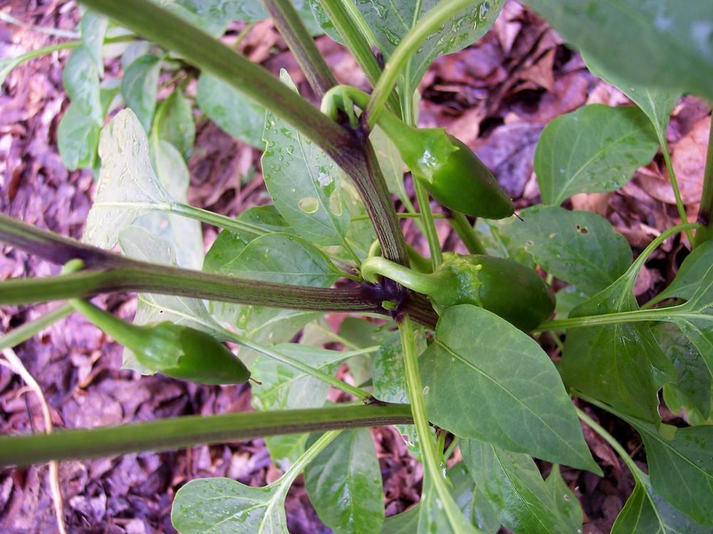 Photo of Hot Pepper-Jalapeno (Capsicum annuum 'Colima') uploaded by farmerdill