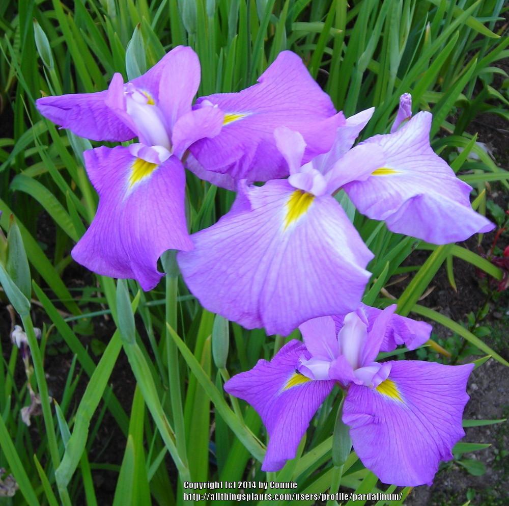 Photo of Japanese Iris (Iris ensata 'Margo-no-Sakura') uploaded by pardalinum