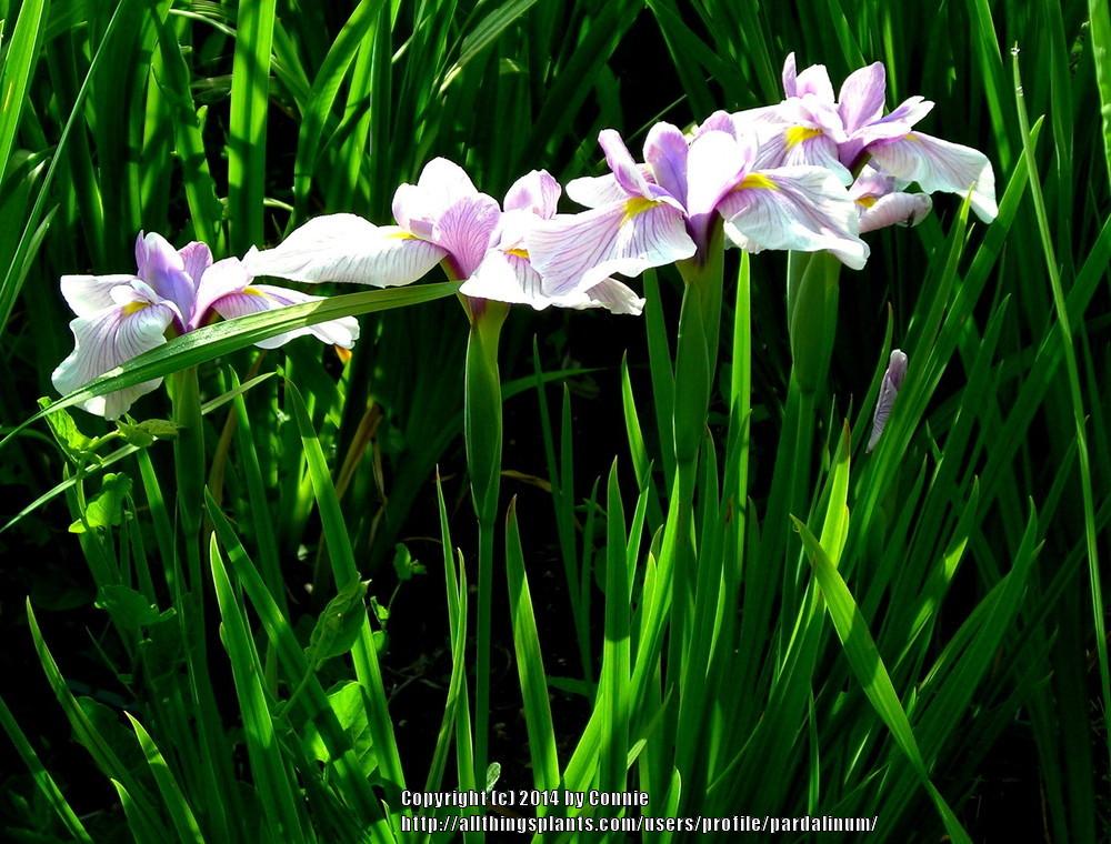 Photo of Japanese Iris (Iris ensata 'Springtime Melody') uploaded by pardalinum