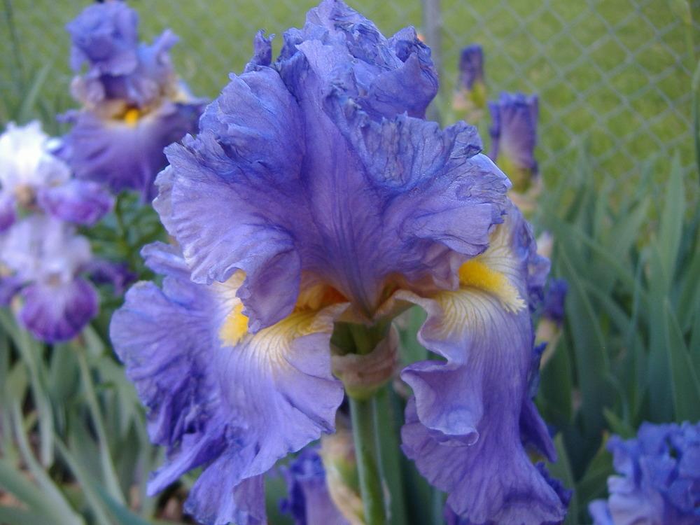 Photo of Tall Bearded Iris (Iris 'Juke Box Hero') uploaded by tveguy3