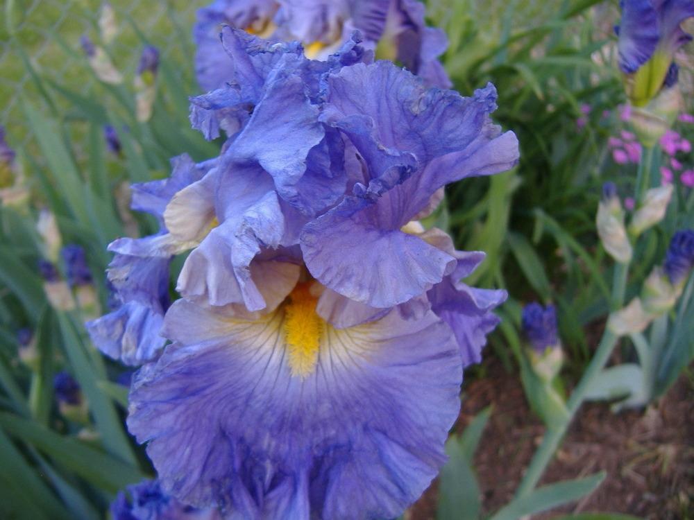 Photo of Tall Bearded Iris (Iris 'Juke Box Hero') uploaded by tveguy3