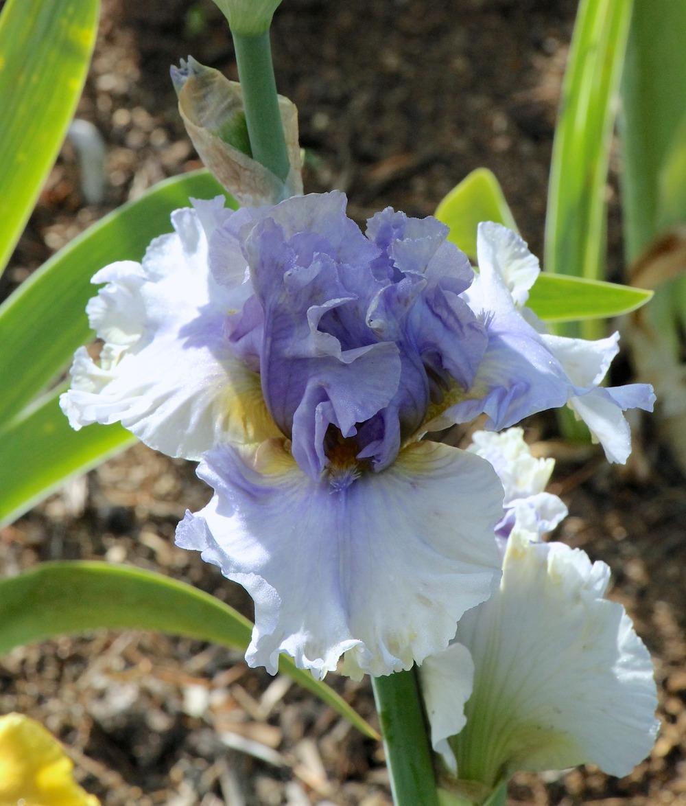Photo of Tall Bearded Iris (Iris 'Nice Shot') uploaded by ARUBA1334