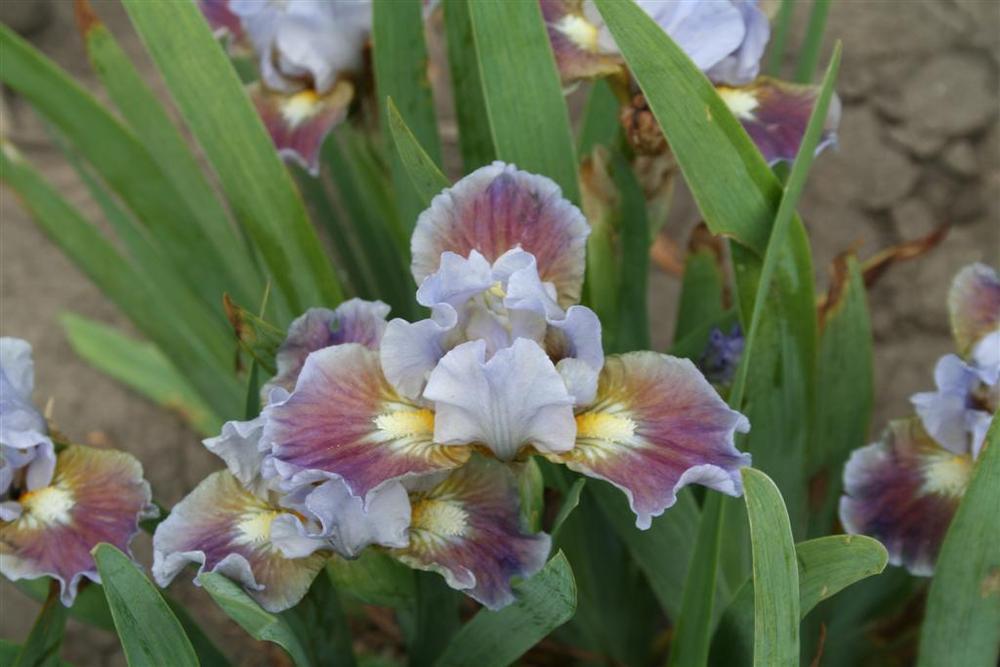 Photo of Standard Dwarf Bearded Iris (Iris 'Devoted') uploaded by KentPfeiffer