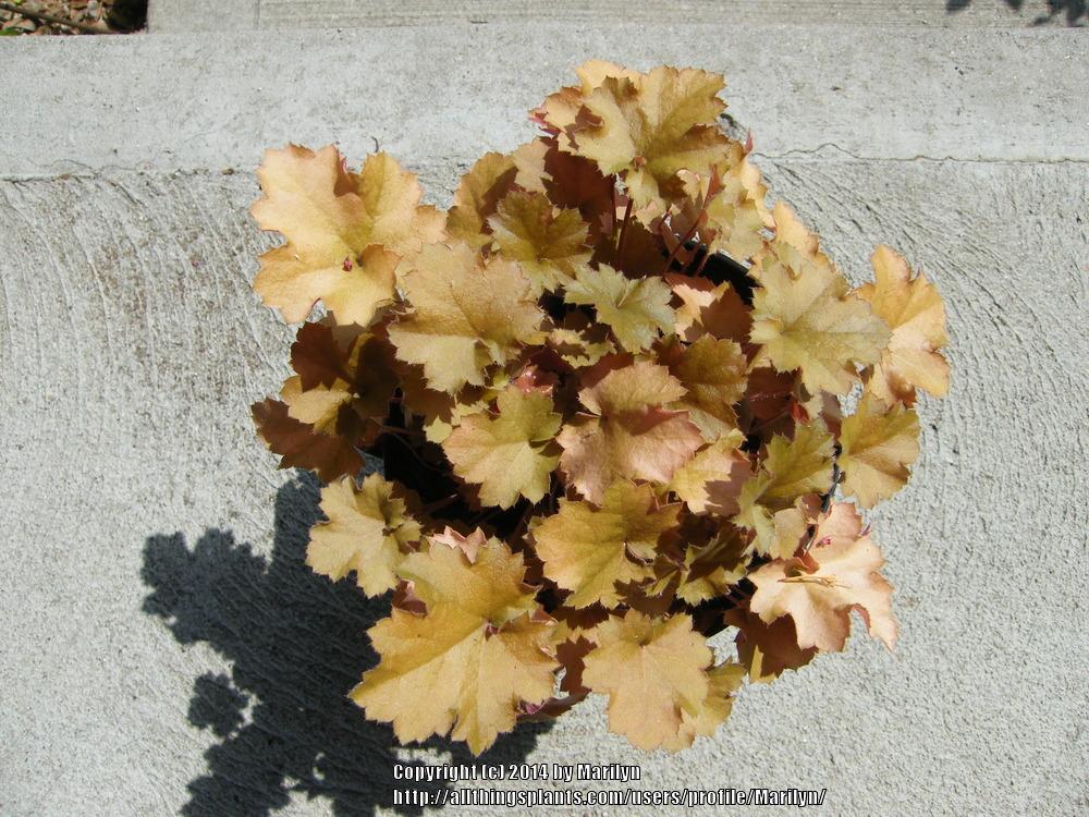 Photo of Coral Bells (Heuchera 'Christa') uploaded by Marilyn