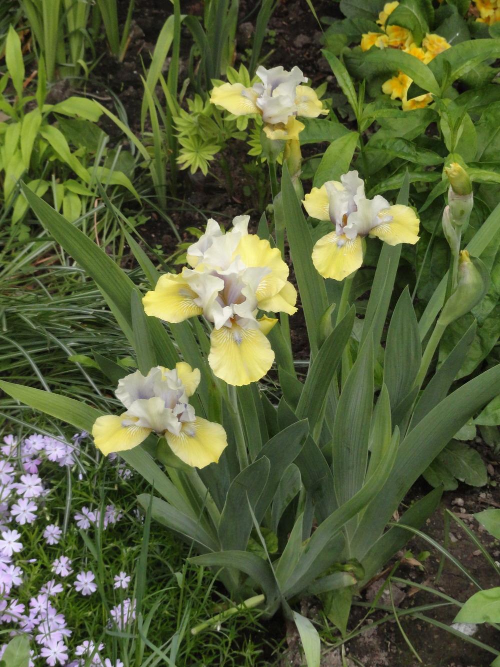 Photo of Intermediate Bearded Iris (Iris 'Double Your Fun') uploaded by SunnyBorders