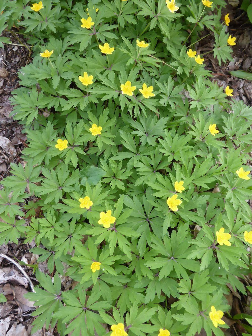 Photo of Yellow Wood Anemone (Anemone ranunculoides) uploaded by growitall