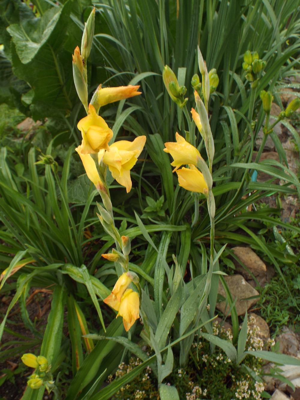 Photo of Hybrid Gladiola (Gladiolus 'Boone') uploaded by poisondartfrog