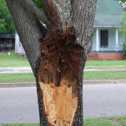 
Date: 2014-06-07
This trunk was rotting at the crotch, and roots started to form, 