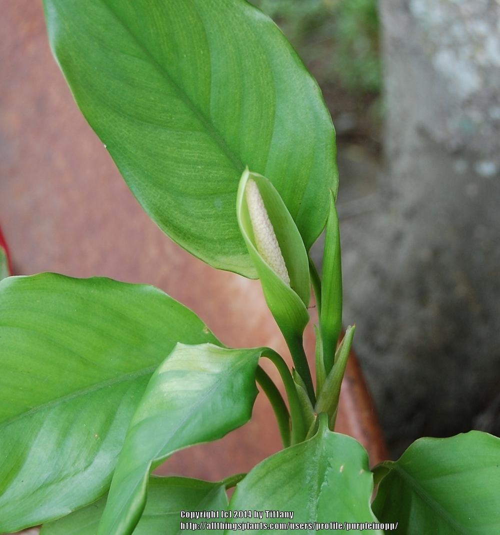 Photo of Chinese Evergreen (Aglaonema modestum) uploaded by purpleinopp