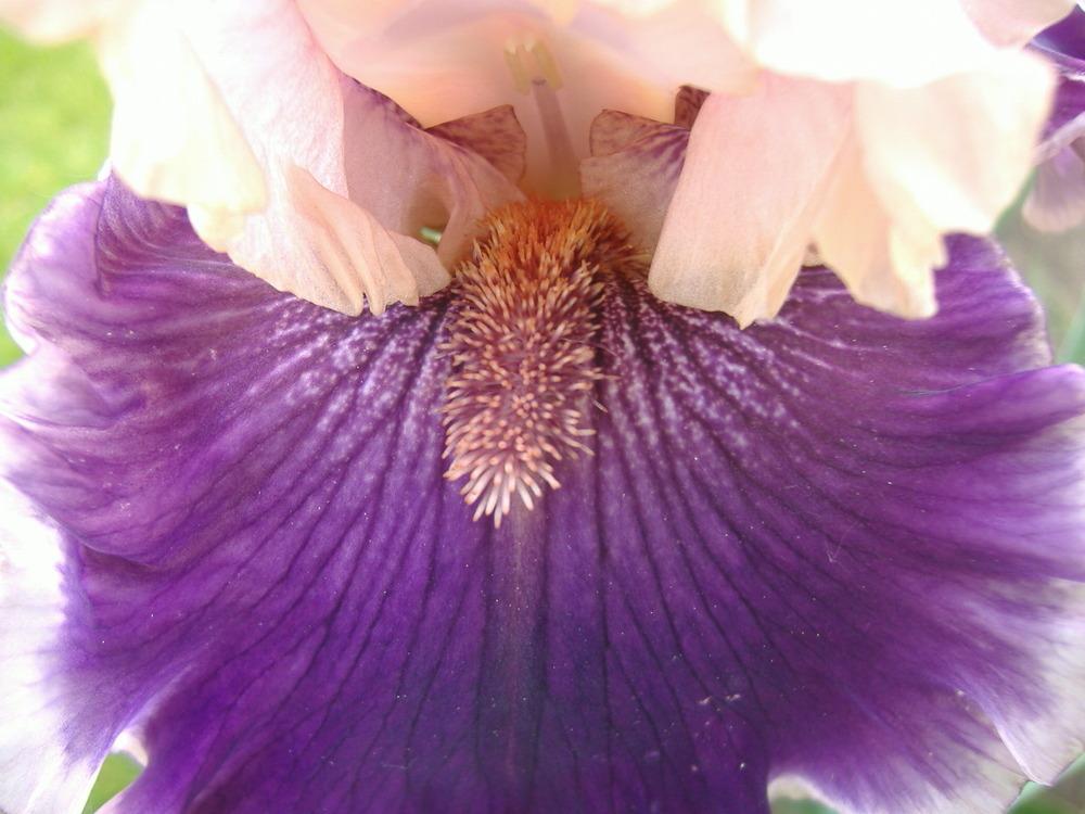 Photo of Tall Bearded Iris (Iris 'Beauty Contest') uploaded by tveguy3