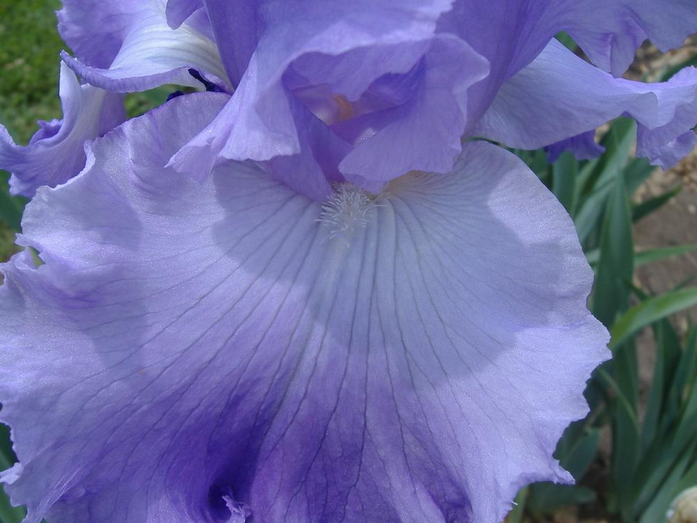 Photo of Tall Bearded Iris (Iris 'Perpetual Joy') uploaded by tveguy3