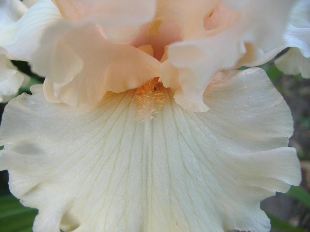Photo of Tall Bearded Iris (Iris 'Magical') uploaded by tveguy3
