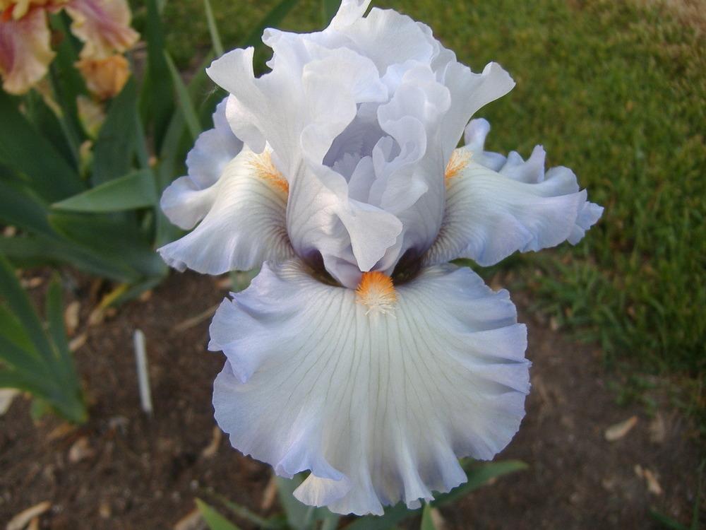 Photo of Tall Bearded Iris (Iris 'Waterline') uploaded by tveguy3