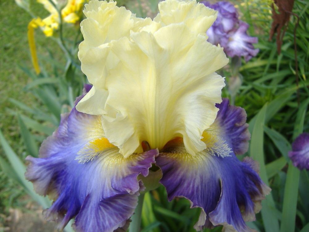 Photo of Tall Bearded Iris (Iris 'Style Traveller') uploaded by tveguy3