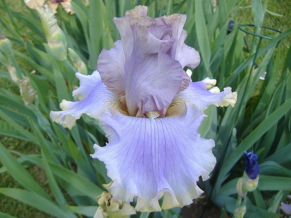 Photo of Tall Bearded Iris (Iris 'Kiss Me Please') uploaded by tveguy3