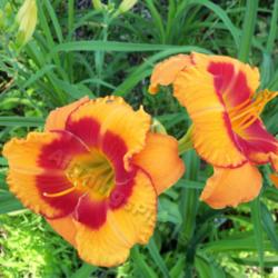 Location: My garden in Southeast Virginia
Date: 2014-06-07
Very vivid color.