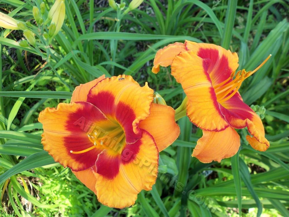Photo of Daylily (Hemerocallis 'Orange Electric') uploaded by virginiarose
