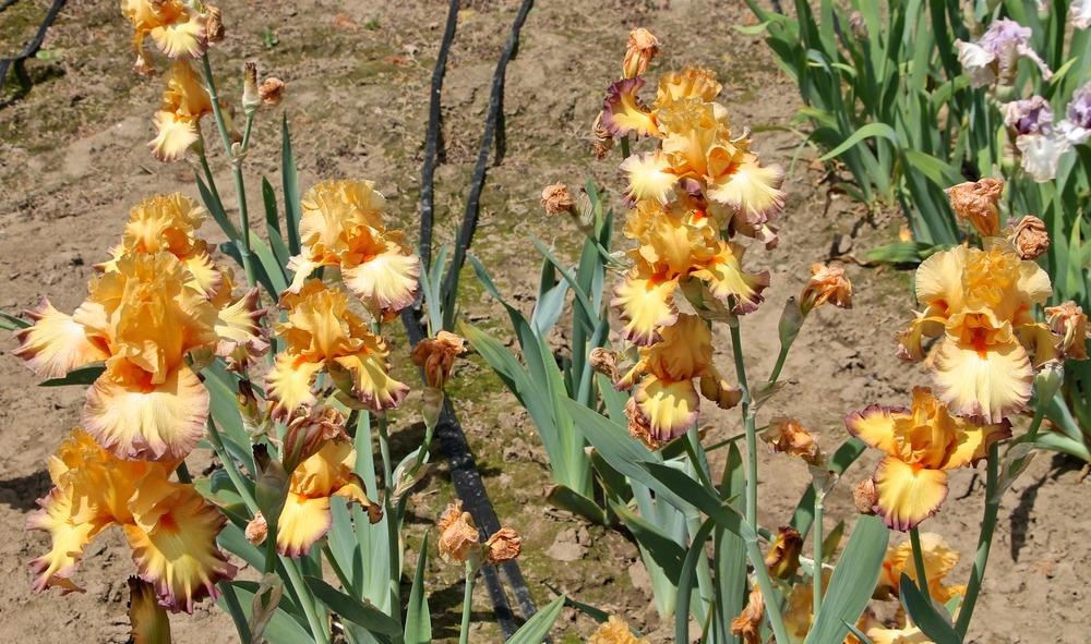 Photo of Tall Bearded Iris (Iris 'Glimmer of Hope') uploaded by ARUBA1334