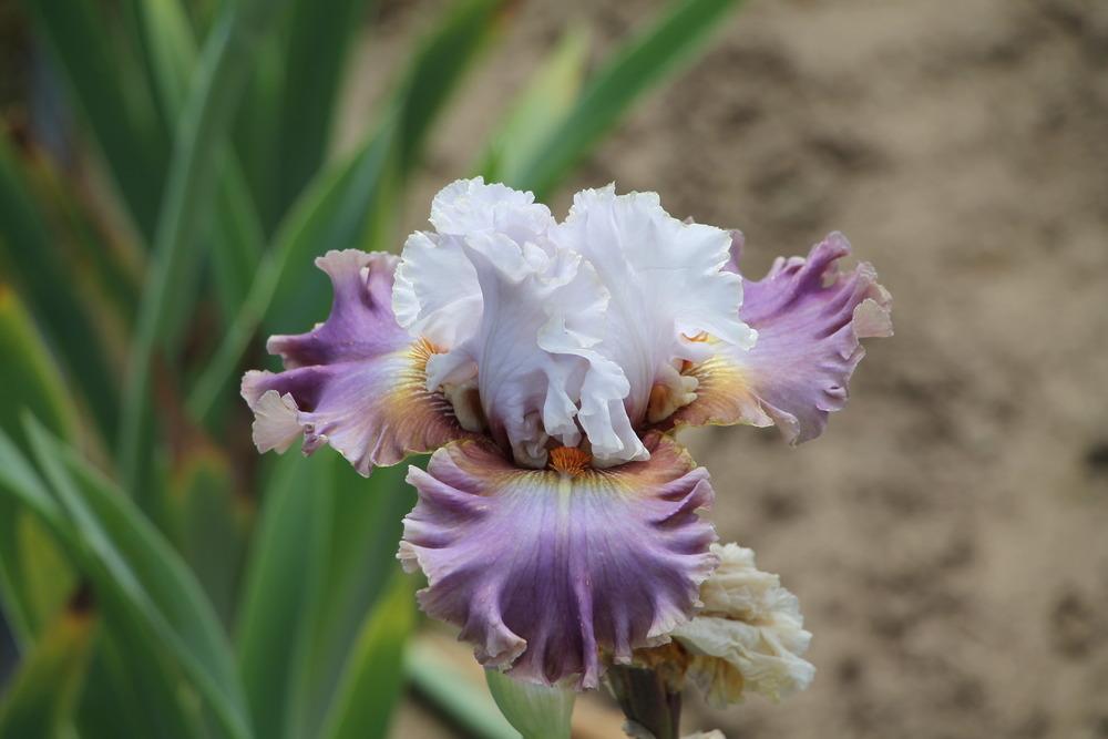 Photo of Tall Bearded Iris (Iris 'Bronze Heart') uploaded by ARUBA1334