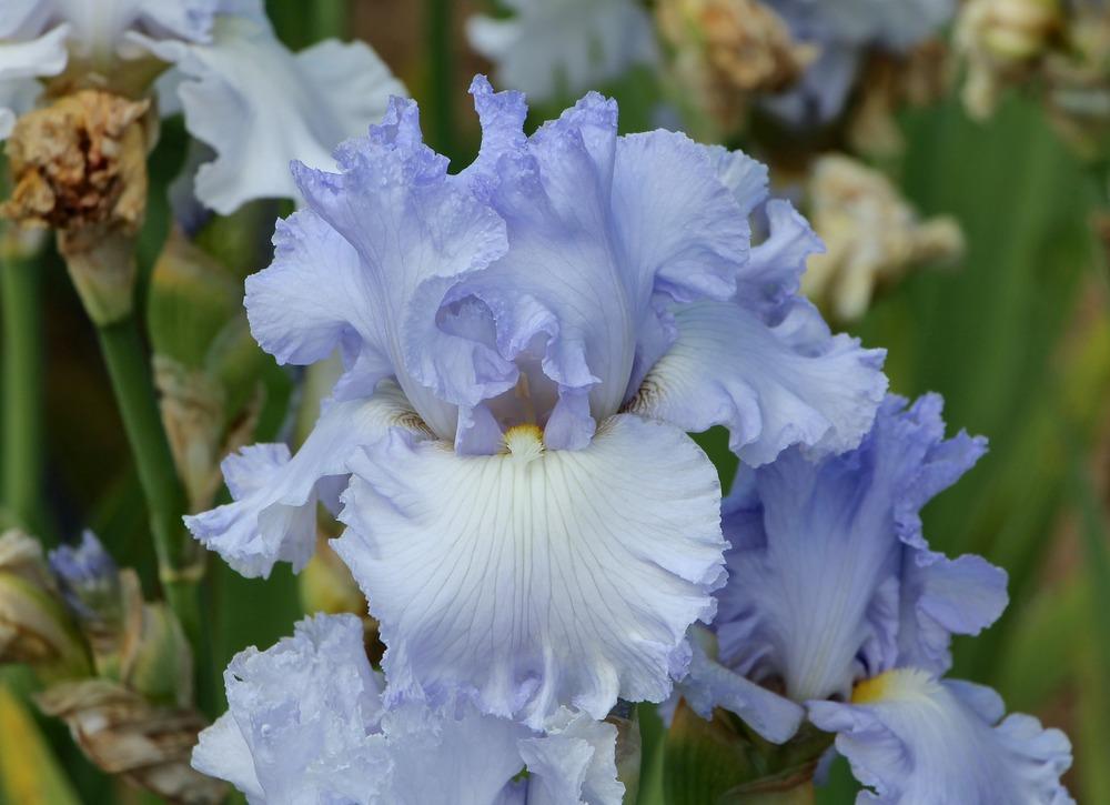 Photo of Tall Bearded Iris (Iris 'Ice Capades') uploaded by ARUBA1334