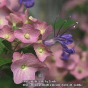 Purple bloom & mauve calyces