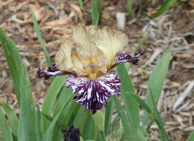 Photo of Tall Bearded Iris (Iris 'Grape Snakez') uploaded by KentPfeiffer