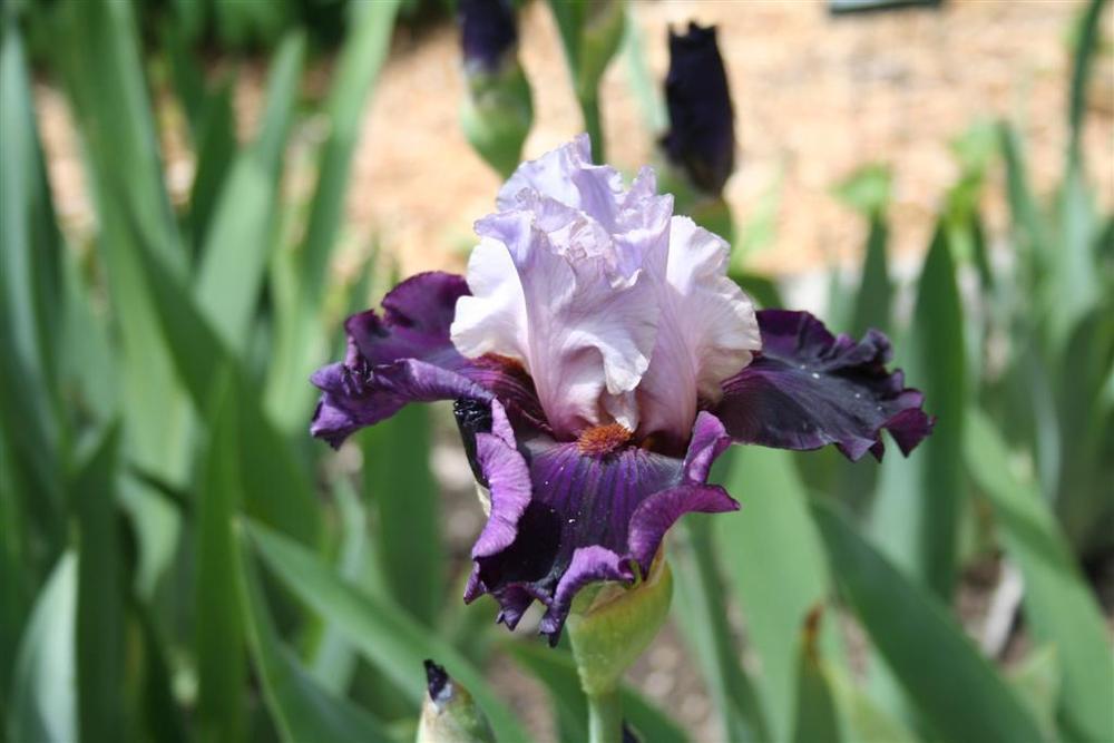 Photo of Tall Bearded Iris (Iris 'Evening Drama') uploaded by KentPfeiffer