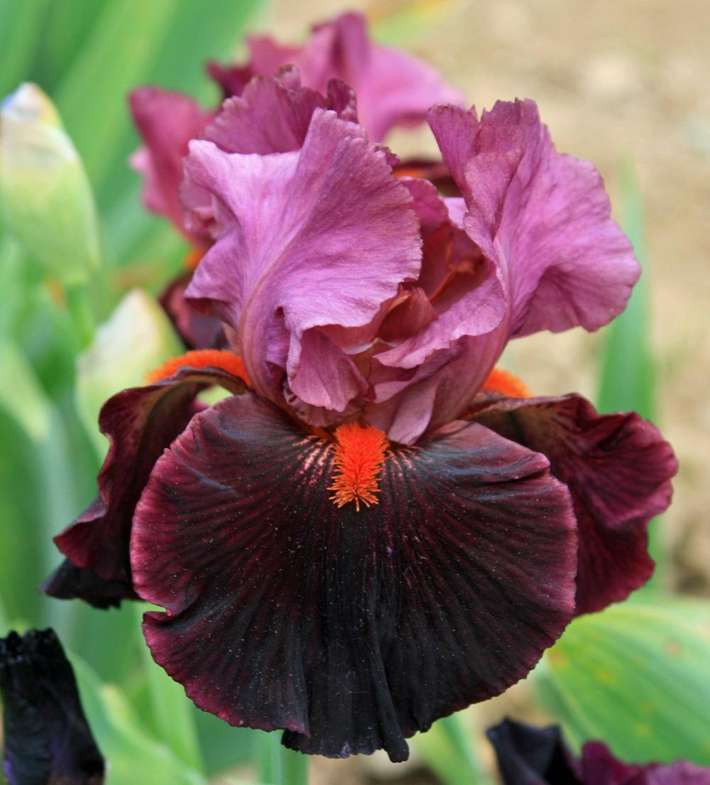 Photo of Tall Bearded Iris (Iris 'Fiery Temper') uploaded by Snork
