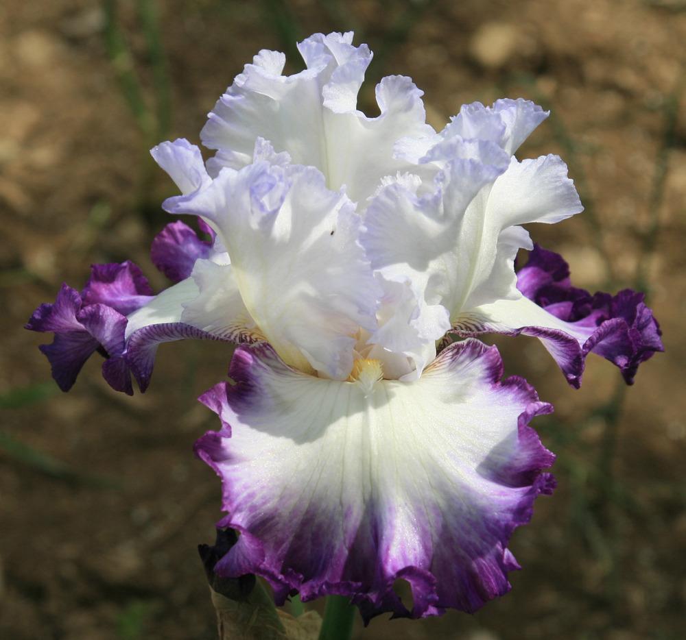 Photo of Tall Bearded Iris (Iris 'Center Ice') uploaded by Snork