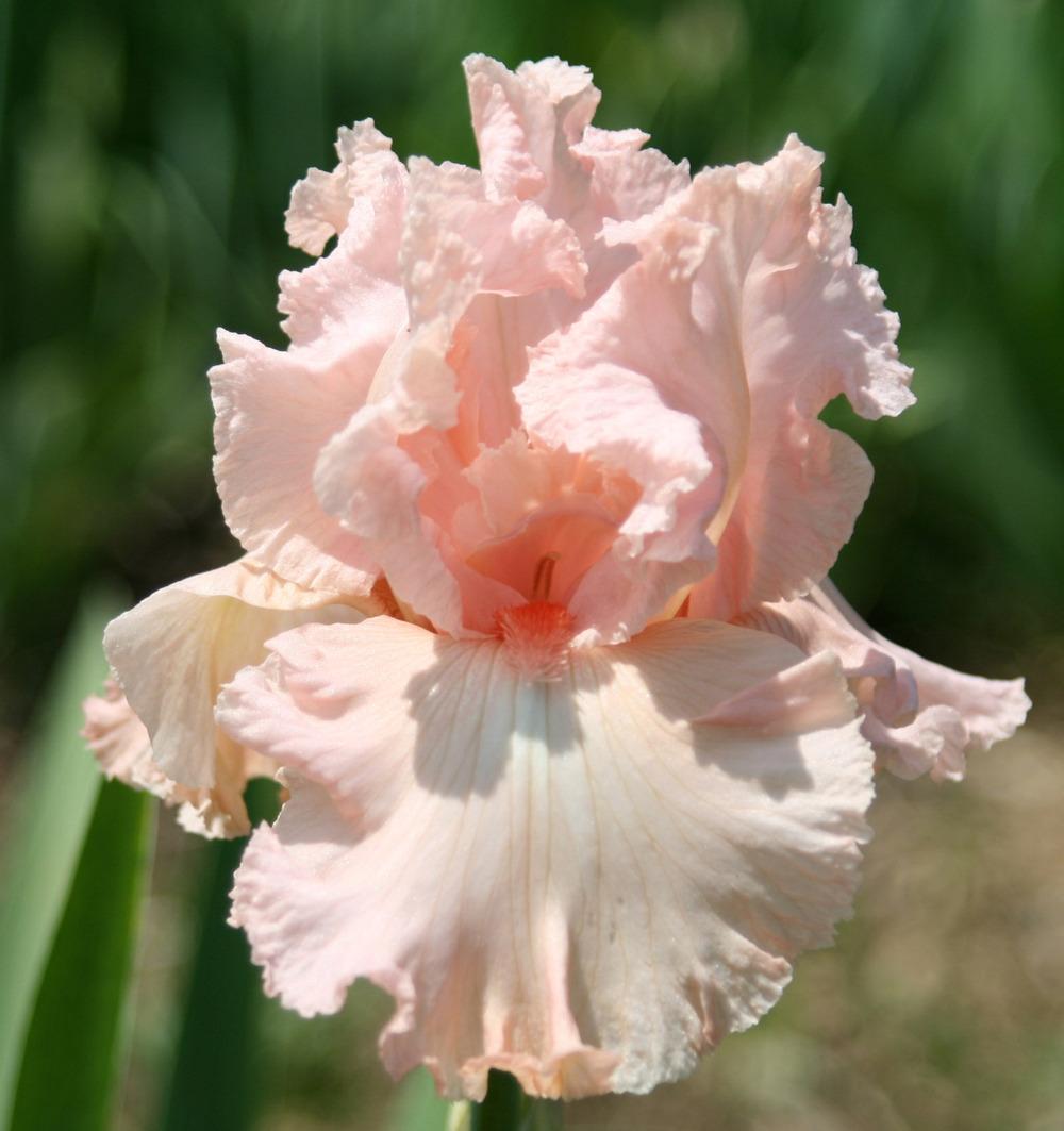 Photo of Tall Bearded Iris (Iris 'Happenstance') uploaded by Snork