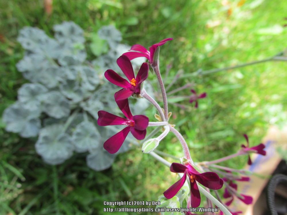 Photo of South African Geranium (Pelargonium sidoides) uploaded by Windigo