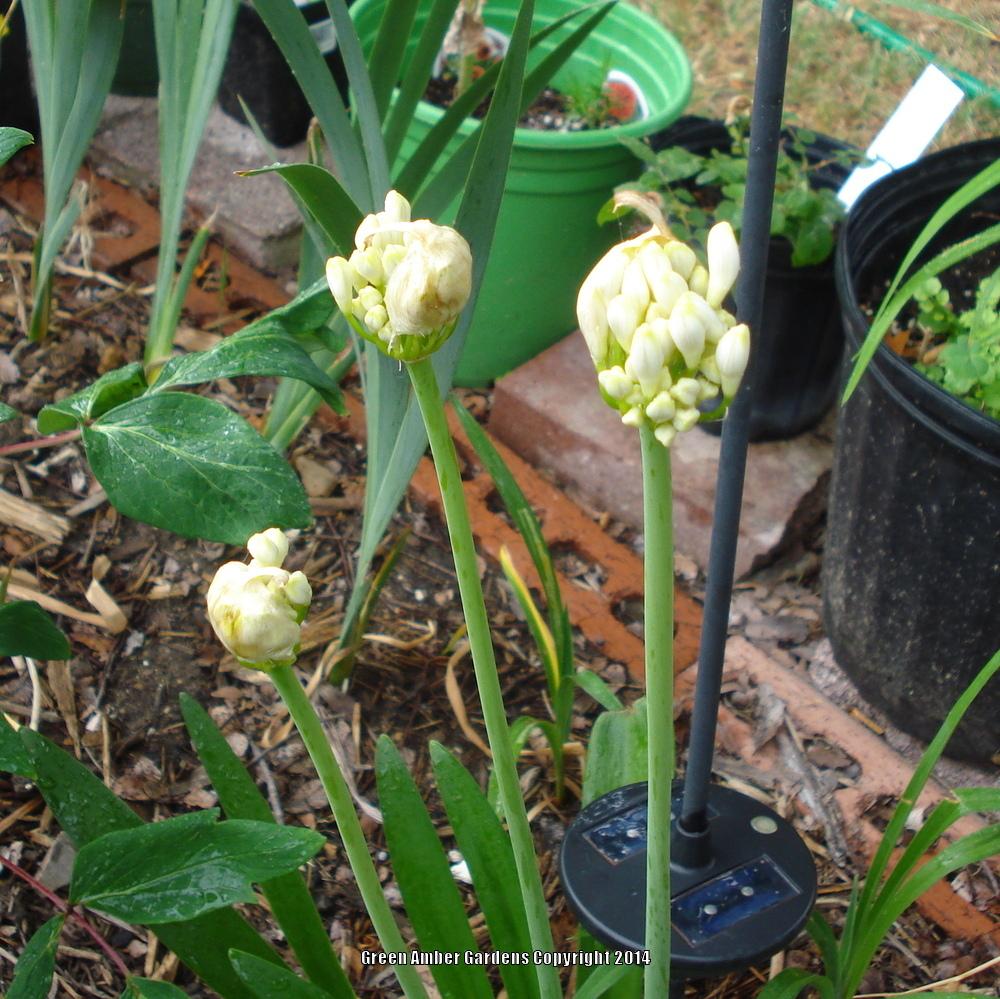 Photo of Lily of the Nile (Agapanthus) uploaded by lovemyhouse