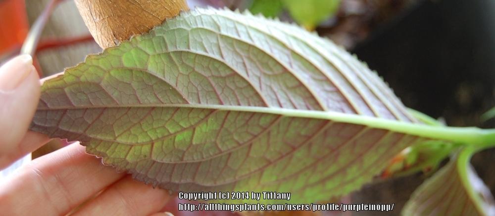 Photo of Copper Leaf (Chrysothemis pulchella) uploaded by purpleinopp