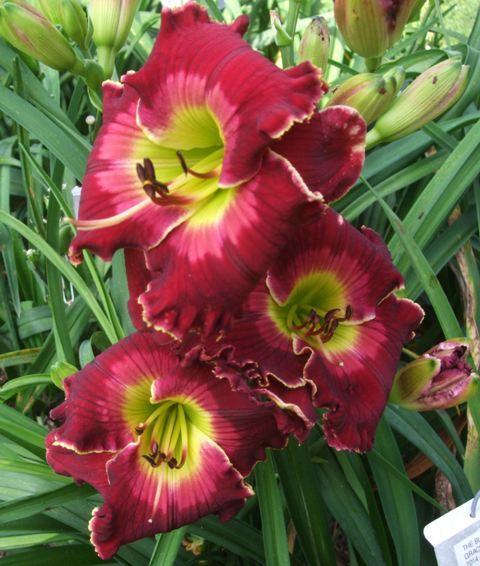 Photo of Daylily (Hemerocallis 'The Blessing of Freedom') uploaded by spunky1