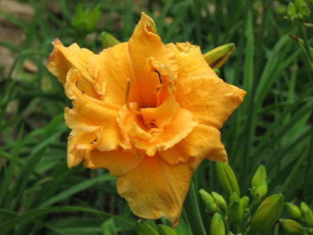 Photo of Daylily (Hemerocallis 'Country Pride') uploaded by tgarden711