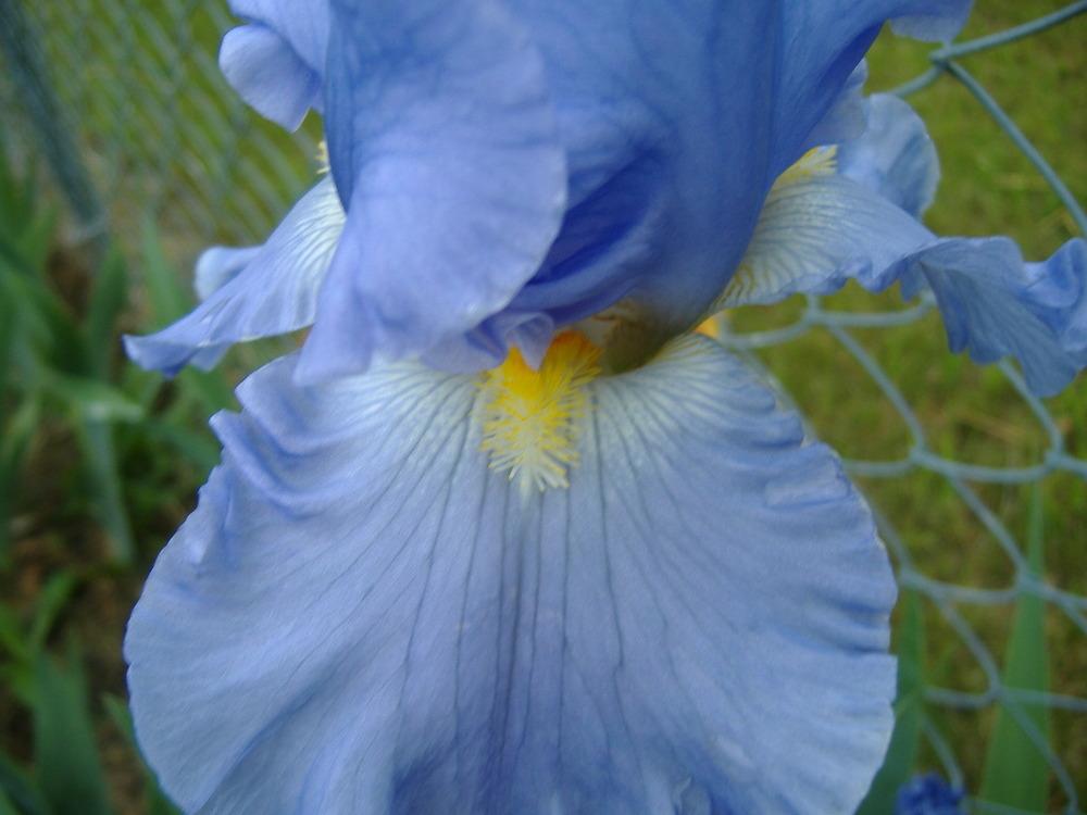 Photo of Tall Bearded Iris (Iris 'Sky and Sun') uploaded by tveguy3