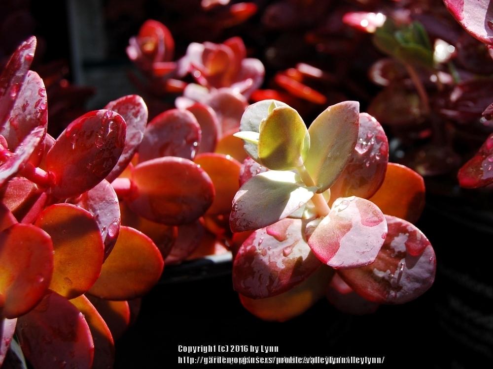 Photo of Sedum (Hylotelephium SunSparkler® Cherry Tart) uploaded by valleylynn