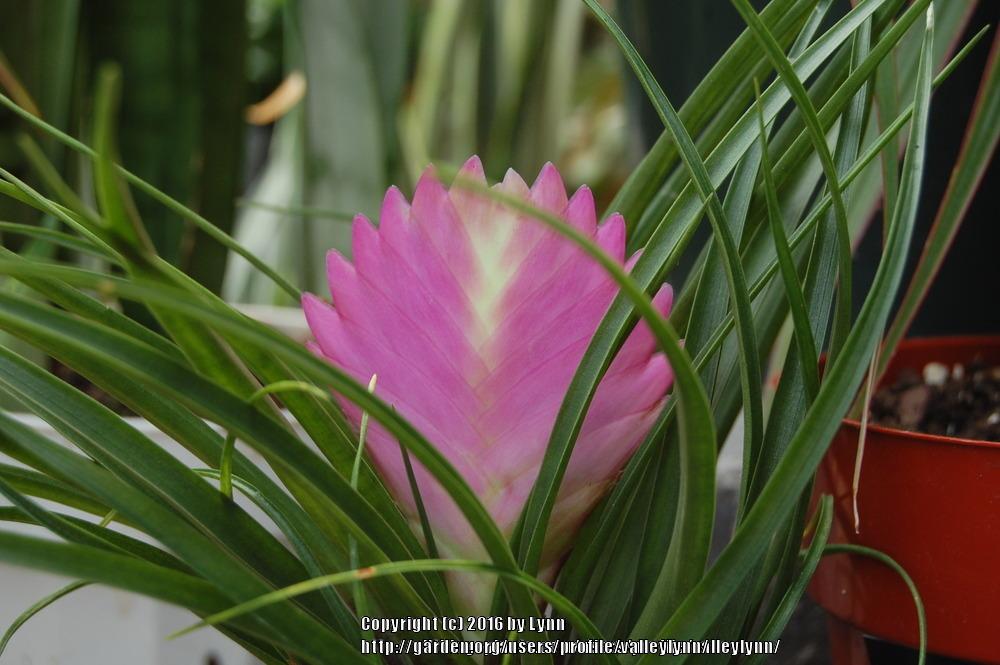Photo of Pink Quill (Wallisia cyanea) uploaded by valleylynn