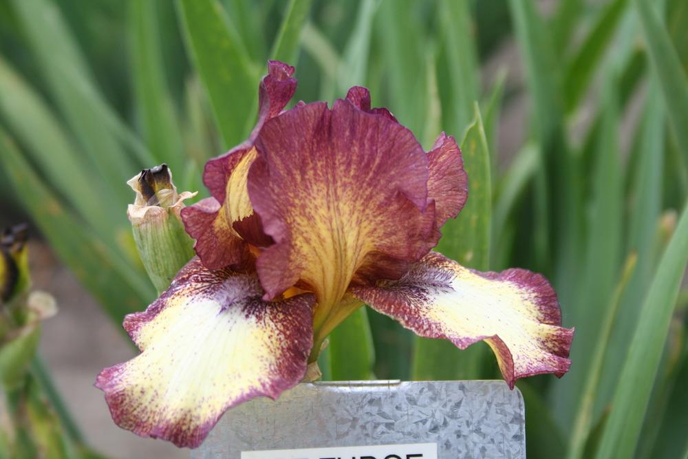 Photo of Intermediate Bearded Iris (Iris 'Hot Fudge') uploaded by KentPfeiffer