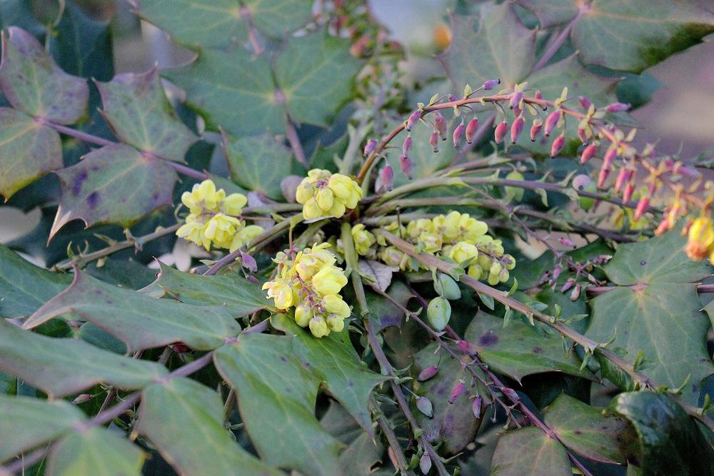 Photo of Japanese Mahonia (Mahonia japonica) uploaded by NEILMUIR1