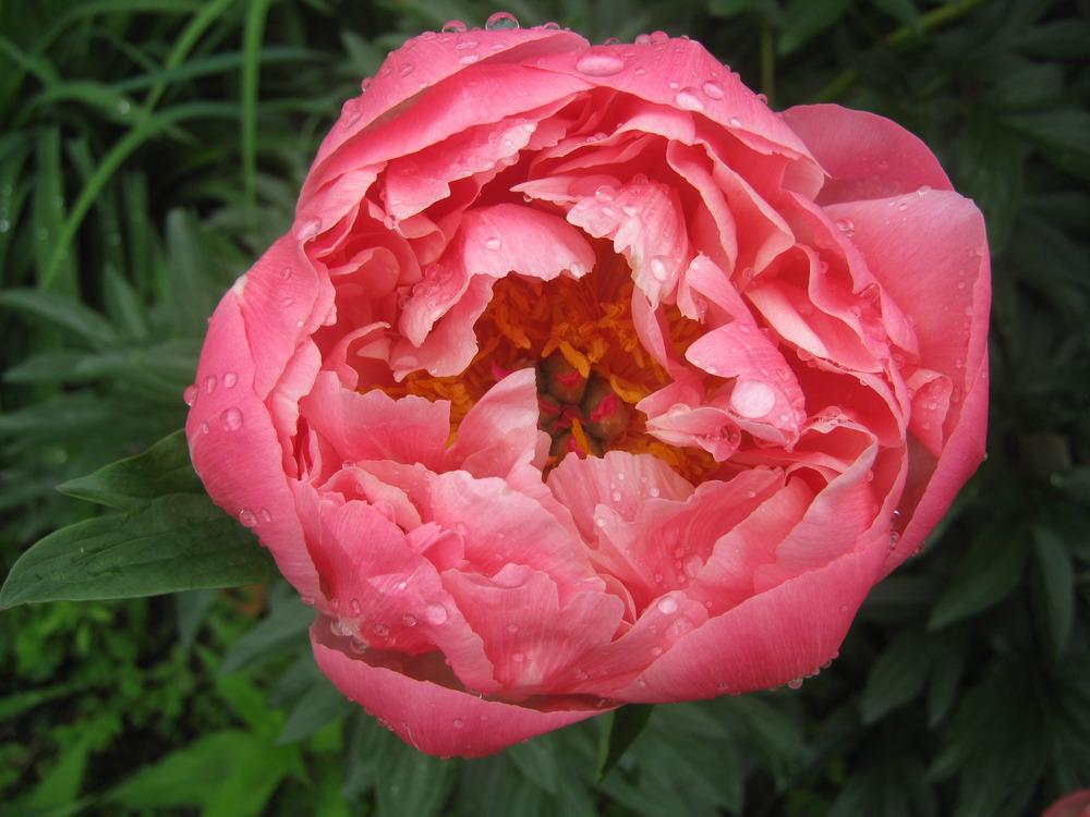 Photo of Garden Peony (Paeonia 'Coral Charm') uploaded by RobinD