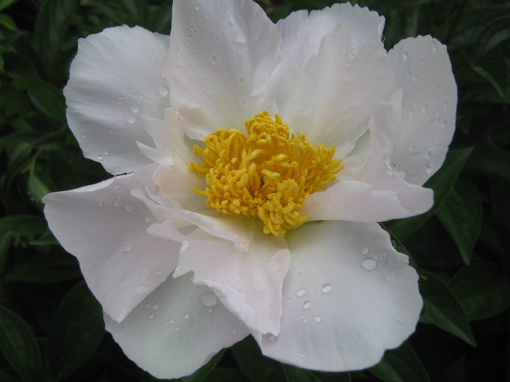 Photo of Peony (Paeonia lactiflora 'Krinkled White') uploaded by RobinD