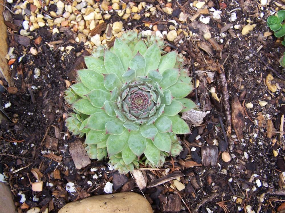 Photo of Hen and Chicks (Sempervivum 'Silver Spring') uploaded by chickhill
