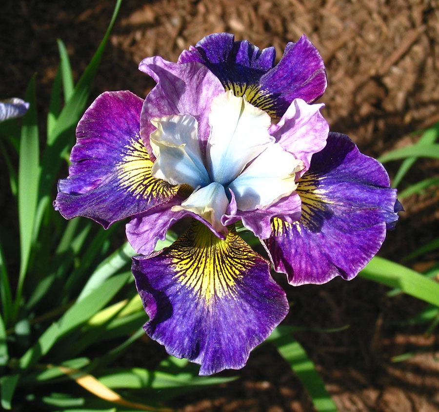Photo of Siberian Iris (Iris 'Charming Billy') uploaded by eclayne