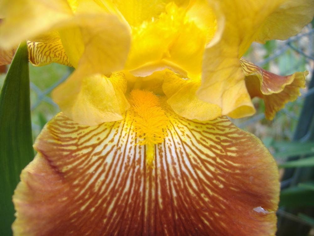 Photo of Tall Bearded Iris (Iris 'Michigan Pride') uploaded by tveguy3