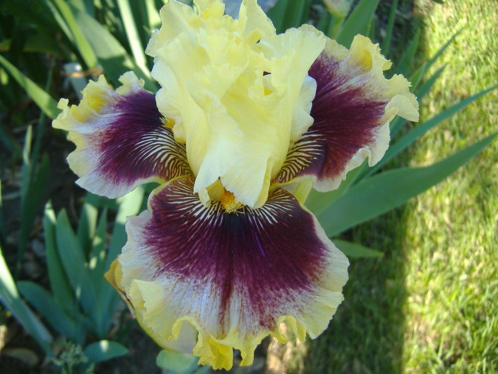 Photo of Tall Bearded Iris (Iris 'Rogue Trader') uploaded by tveguy3