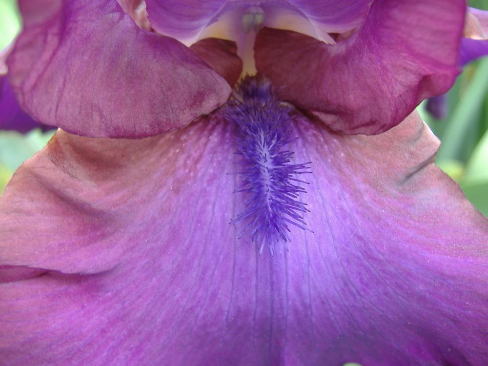 Photo of Tall Bearded Iris (Iris 'Gypsy Romance') uploaded by tveguy3